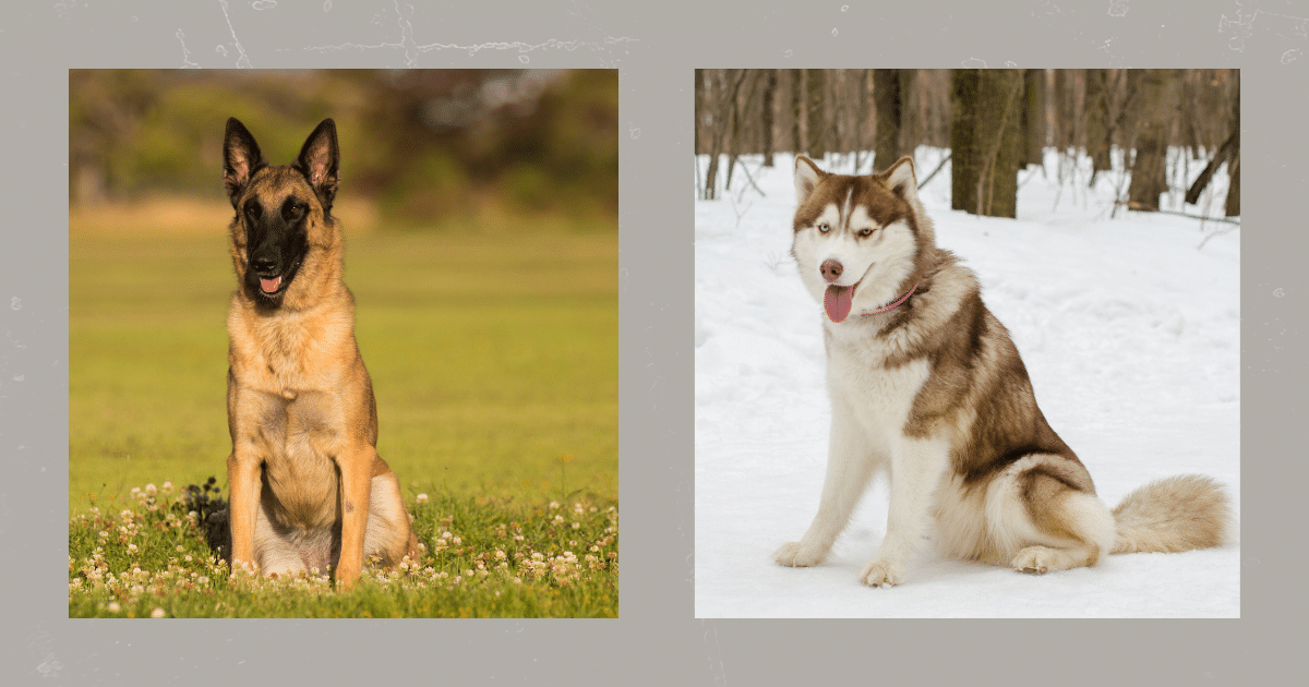 Weihnachtszeit mit Hund hundetraining Elmshorn Itzehoe