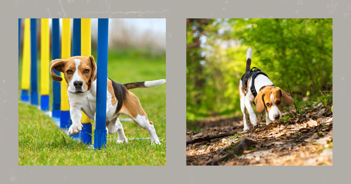 Weihnachtszeit mit Hund hundetraining Elmshorn Itzehoe