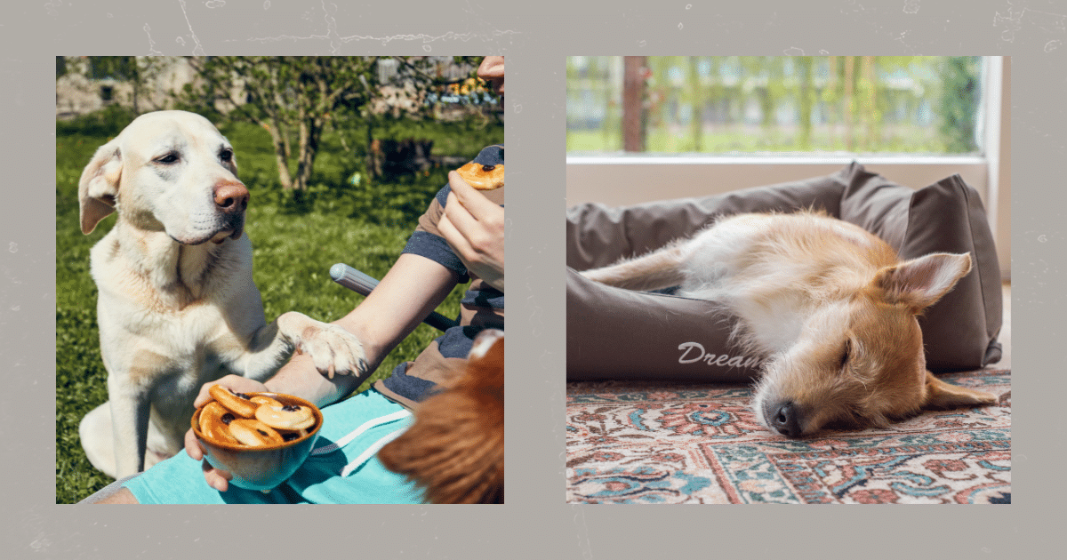 Weihnachtszeit mit Hund hundetraining Elmshorn Itzehoe