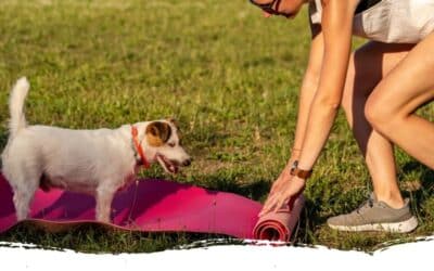 Fitnesstraining mit Hund: Ein Blick in unser Training