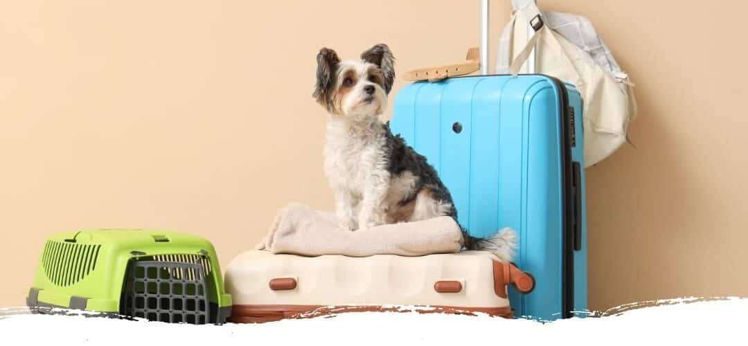 Ein Hund zieht ein: Diese 3 Fragen solltest du vorher klären