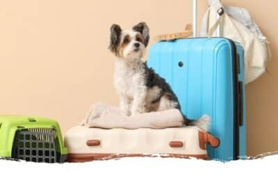 Ein Hund zieht ein: Diese 3 Fragen solltest du vorher klären