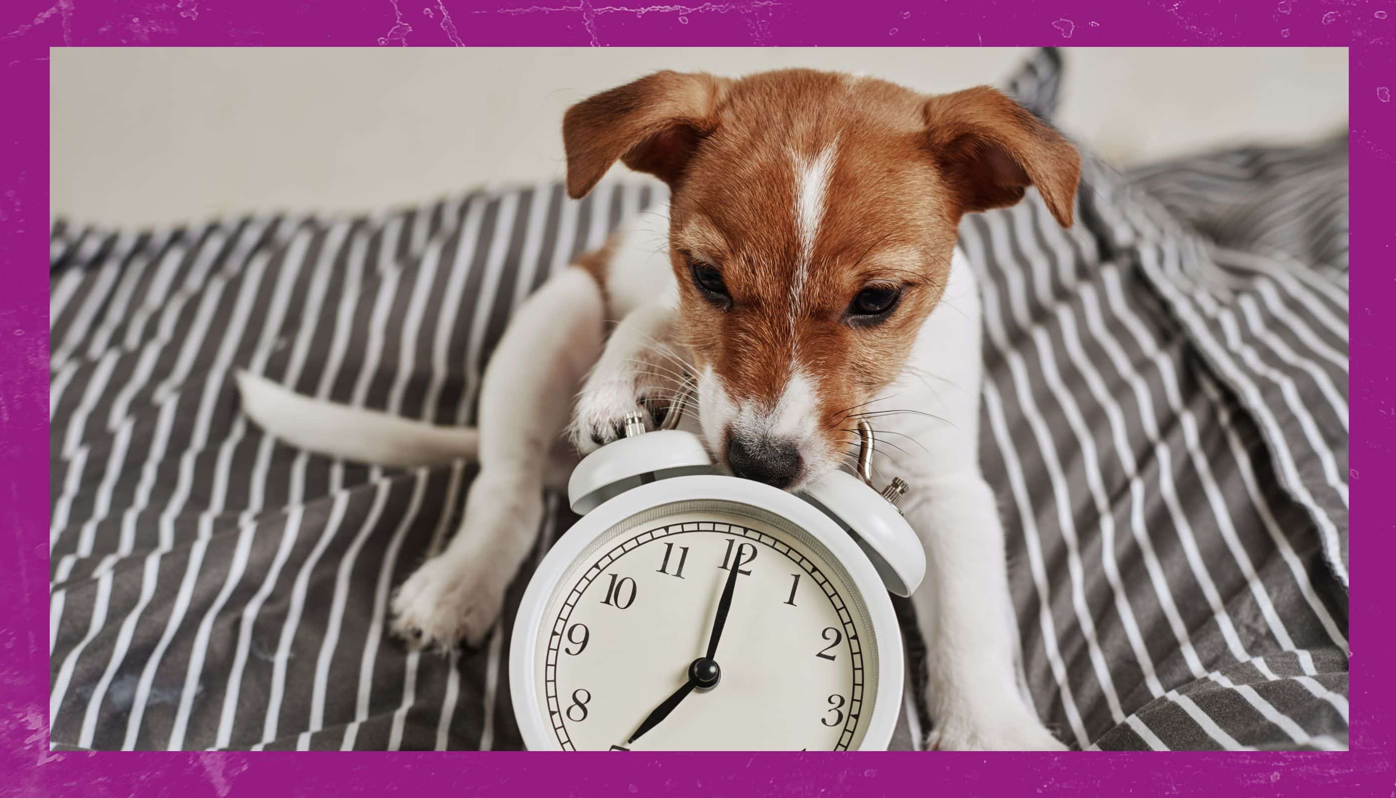 Fitnesstraining mit Hund - Ein Trainingseinblick