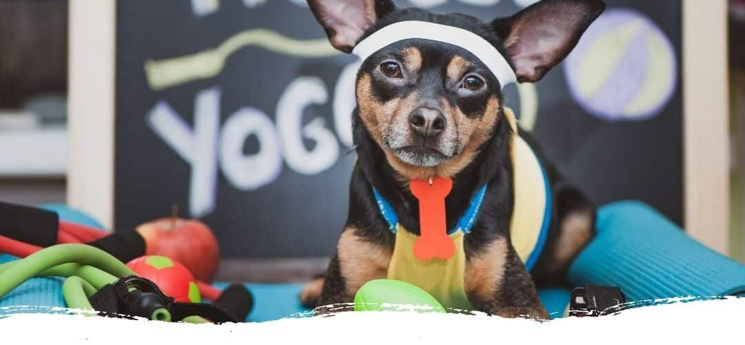 Sport für den Hund – Braucht mein Hund das wirklich?