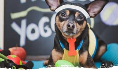 Sport für den Hund – Braucht mein Hund das wirklich?