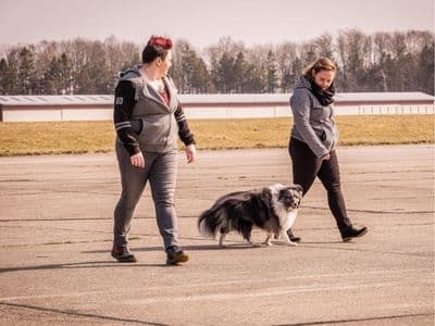 Hundetrainer Coaching für den Einstieg in die Selbstständigkeit