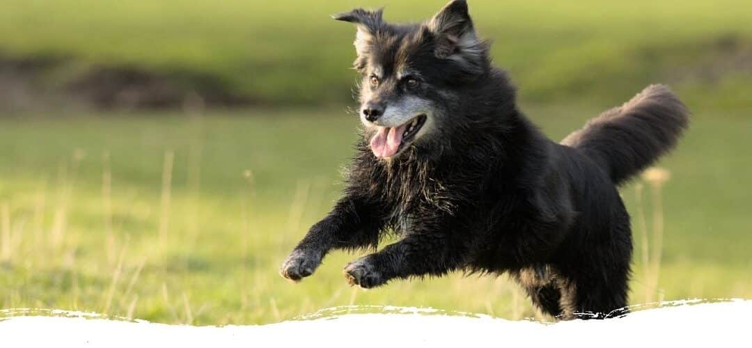 Hundesport mit einem Senioren – geht das?