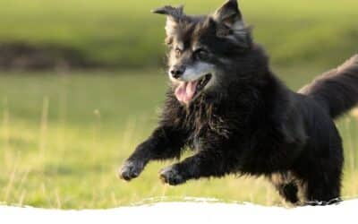 Hundesport mit einem Senioren – geht das?