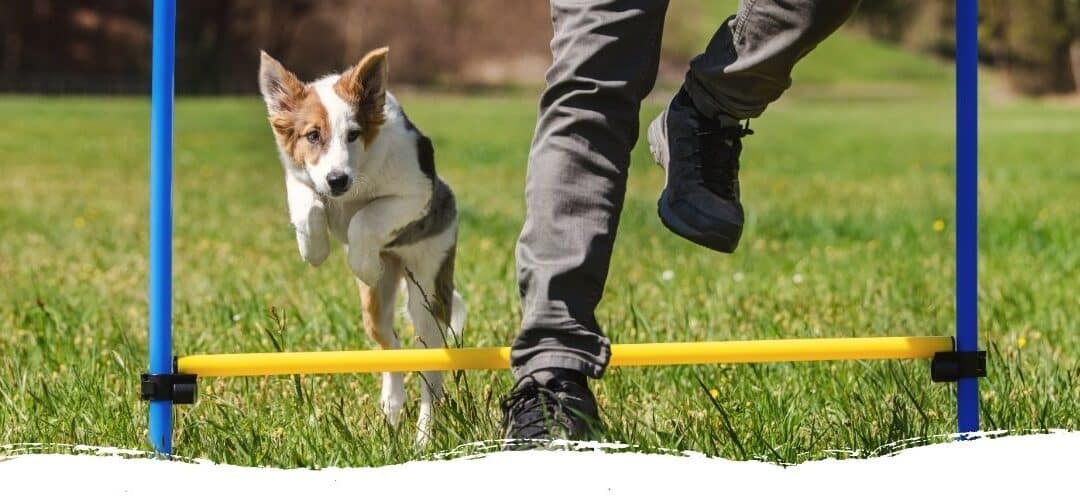 Hundesport mit einem Welpen? Dafür ist der doch viel zu jung!