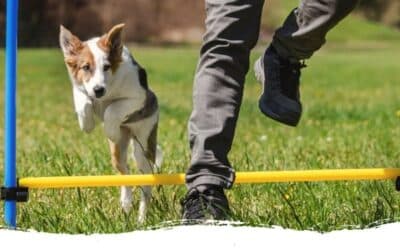 Hundesport mit einem Welpen? Dafür ist der doch viel zu jung!