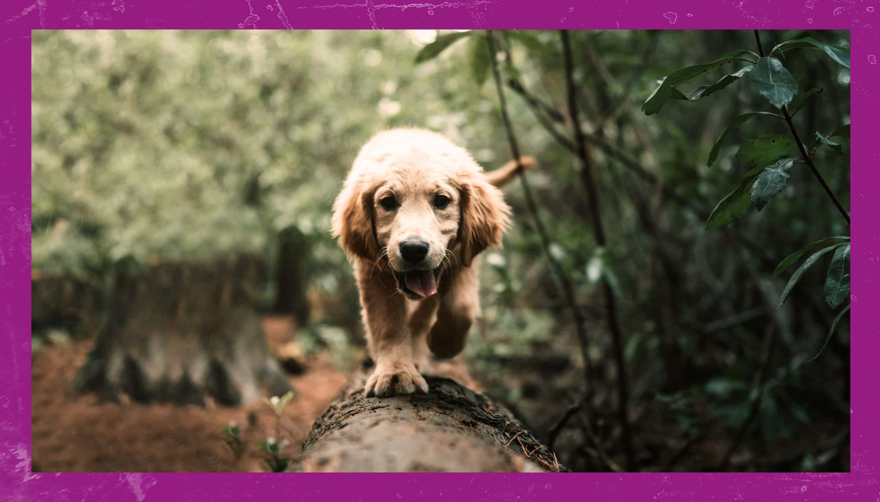 Fitnesstraining mit Hund - Ein Trainingseinblick