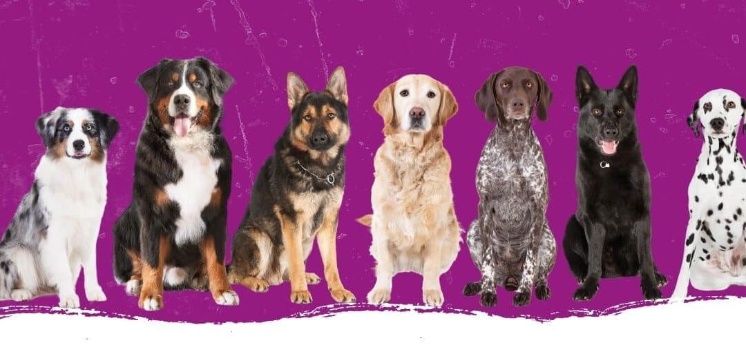 Ein Hund zieht ein: Welcher soll’s werden?