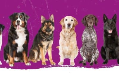 Ein Hund zieht ein: Welcher soll’s werden?