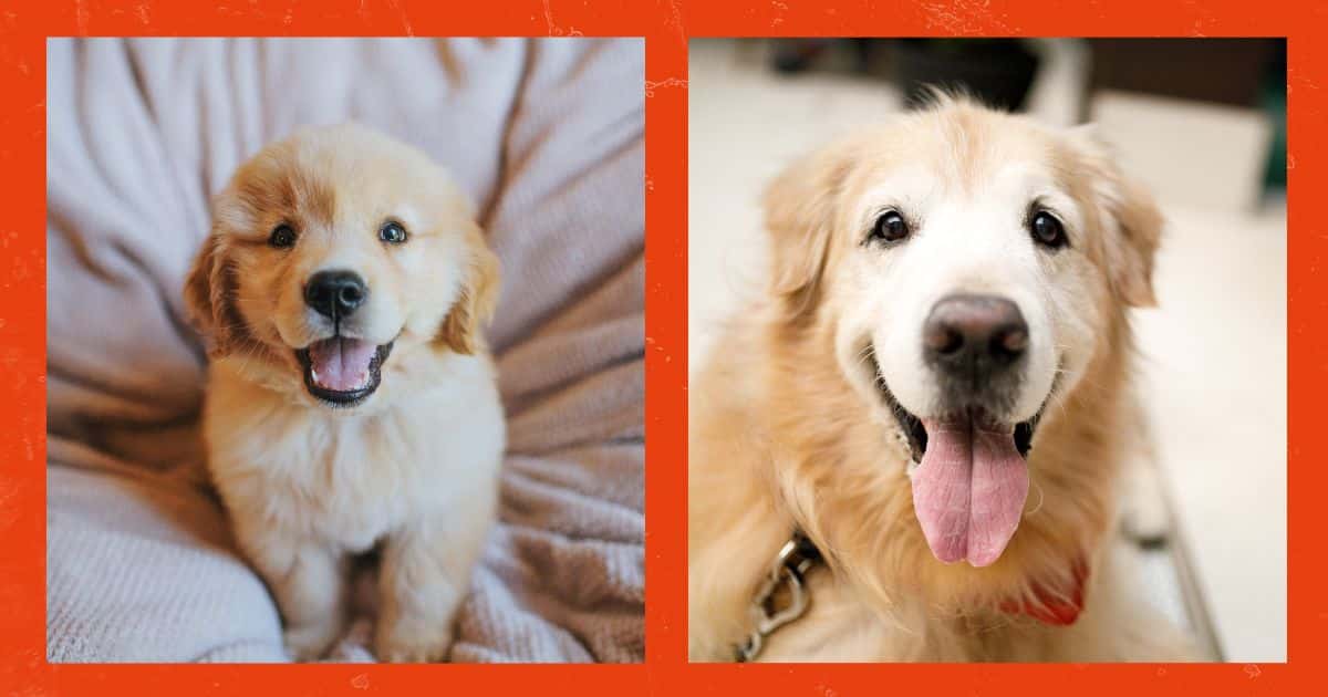 Fitnesstraining mit Hund - Ein Trainingseinblick