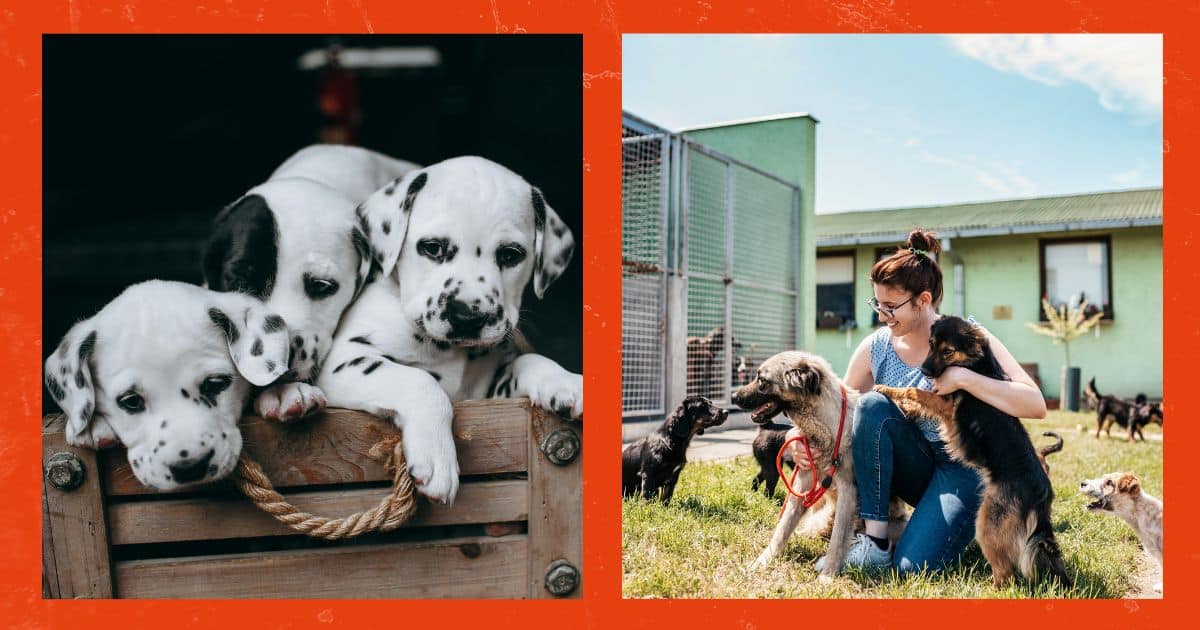 Fitnesstraining mit Hund - Ein Trainingseinblick