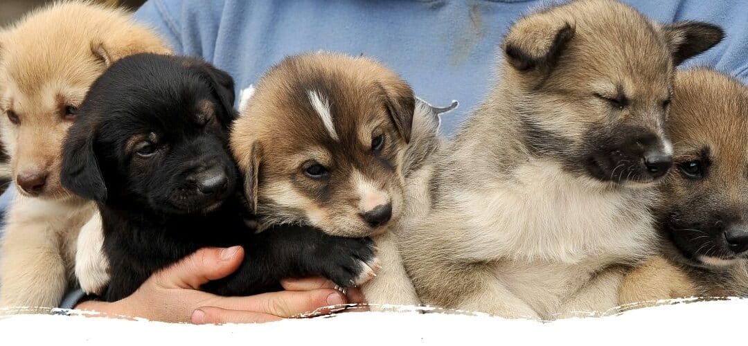 Ein Hund zieht ein: Vom Züchter oder doch lieber aus dem Tierschutz?