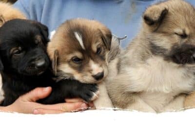 Ein Hund zieht ein: Vom Züchter oder doch lieber aus dem Tierschutz?