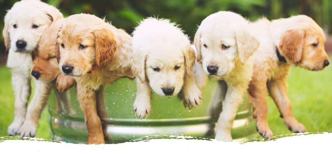 Ein Hund zieht ein: Hier findest du alles, was du wissen solltest