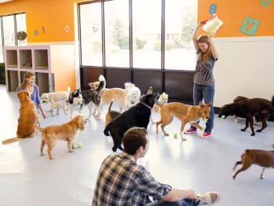 Workshops von Nina Hammig Training für Mensch und Hund in Elmshorn