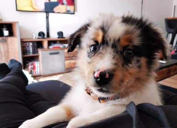 Beratung zum Welpen hundetraining Welpentraining Nina Hammig